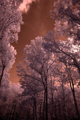 Fototapeta na wymiar InfraRed Image, Trees and Sky