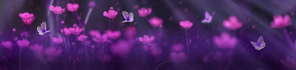 Fototapeta na wymiar Night summer meadow with violet flowers and flying butterflies in light of moon rays. Beautiful nature panoramic banner in dark tones.