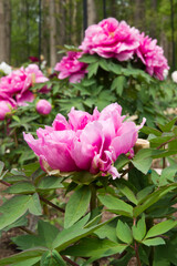 Fototapeta premium The name of this peony is Renkaku. Scientific name is Paeonia suffruticosa.