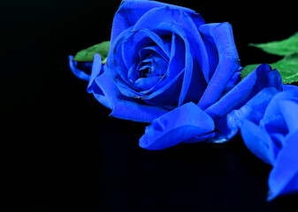 Blue Rose on a Black Background