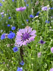 Fototapeta premium wild purple cornflowers on the street