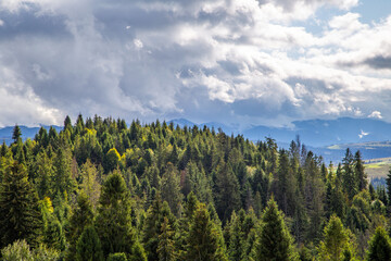 landscape of coniferous forest on a cloudy summer day in the mountains. wet.