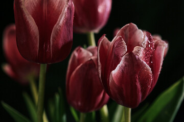 Natural floral blossom wallpaper banner dark and moody minimal style. Amazing blooming red tulips...