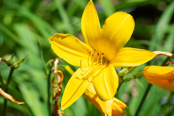 Yellow lily in nature. Close-up photo of lilies. Yellow lily in the garden. Close up, selective focus, serenity, calmness.