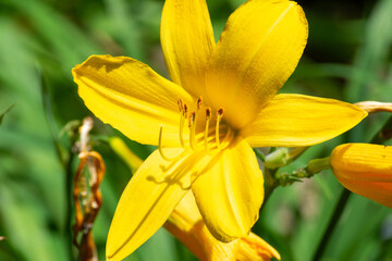Yellow lily in nature. Close-up photo of lilies. Yellow lily in the garden. Close up, selective focus, serenity, calmness.