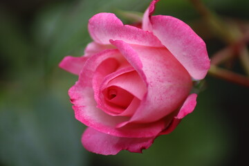 pink rose closeup
