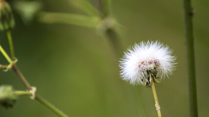 Dente di leone © Mario