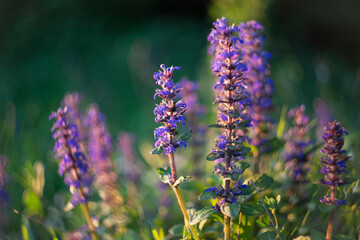 Fototapeta premium Ajuga reptans (bugle, bugleherb, bugleweed, carpetweed, common bugle) is a perennial herbaceous plant of the Lamiaceae family. Spring meadow (Ajuga reptans), natural background.