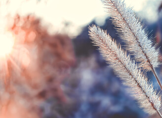 Frosted Foxtail In the Early Morning in November