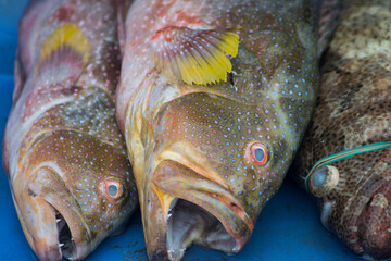 Assorted of seafood sold in fish market
