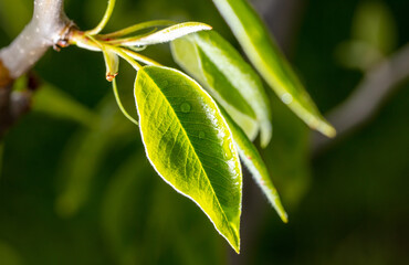 Young leaves on the tree in spring.