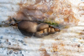 Young oyster mushrooms grow on the farm.