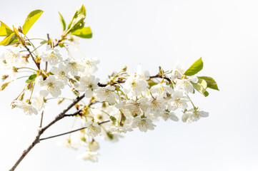 Fototapeta na wymiar White flowers on a cherry tree.