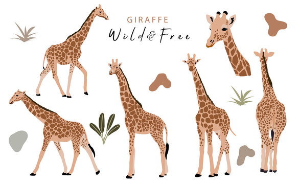 animal object collection with giraffe,jungle. illustration for icon,sticker,printable