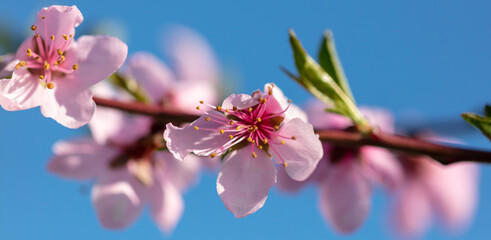 Fototapeta na wymiar Flowers on a peach against a blue sky in spring.