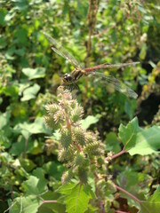 オナモミにとまる赤とんぼ