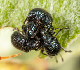Close-up of beetles on a green leaf of a plant.