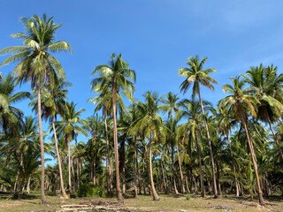 Coconut groves in Thailand. agricultural products of Thailand.