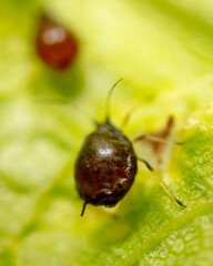 Close-up of aphids on a green leaf.