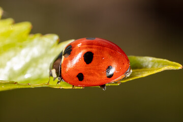 Obraz premium Close-up of a ladybug on a green leaf.