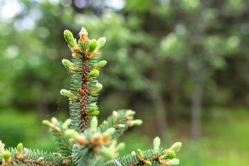 Coniferous tree in the park