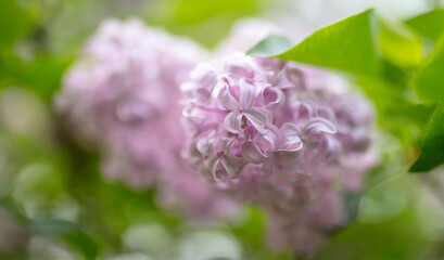 Beautiful lilac flowers in nature.