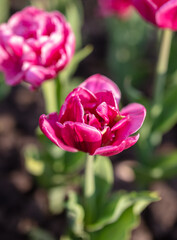 Fototapeta premium Tulip flowers in the park in nature.