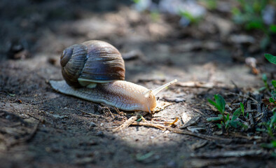 The snail is crawling on the ground in the park.