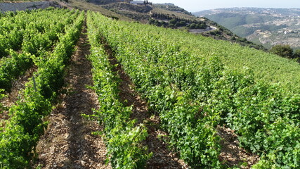 Fototapeta na wymiar Vineyard view from above. Red wine in the making. Syrah, Cabernet sauvignon, Cabernet Franc, Merlot. Wine tasting. Family business in the mountains. Wine lovers. Vineyard tour. Oenologist