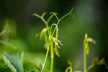 Green mustache on grapes in a vegetable garden
