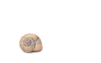 Snail shell isolated on a white background.