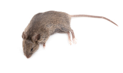 Dead mouse isolated on a white background.