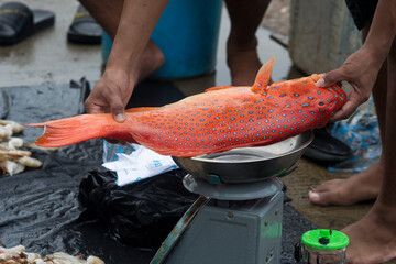 Assorted of seafood sold in fish market