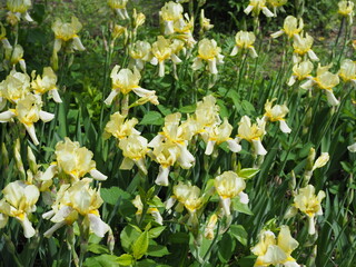 Fototapeta premium Yellow Iris flowers in the Kitchen garden