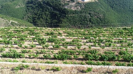 Vineyard view from above. Red wine in the making. Syrah, Cabernet sauvignon, Cabernet Franc,...