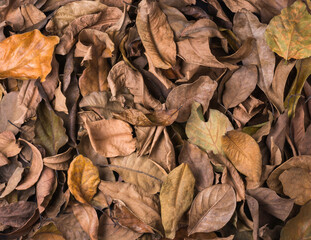 dried tree leaves, dead, fallen and discolored leaves surface, natural background texture or wallpaper abstract, top down view