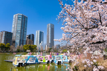 東京都台東区 春の上野公園 不忍池と桜