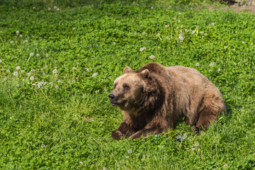 Brown bear