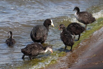 Eurasian coot (common coot, Australian coot, Fulica atra) flock eat at shore front. Parent feeds juvenile aquatic bird with algae. Black red-eyed adult waterbird with brood of baby chicks action foto