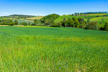 Paysage des Monts du Lyonnais au printemps avec un champ de blé vert dans le département du...
