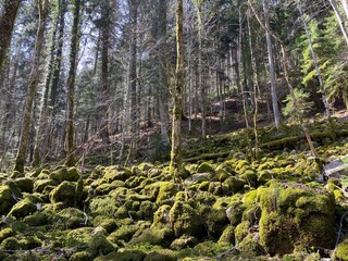 Mixed forests and a variety of trees on the slopes of Jura mountain and the canyon of the river...