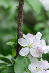 Aphid on a flowering branch of an apple tree, unfocused background