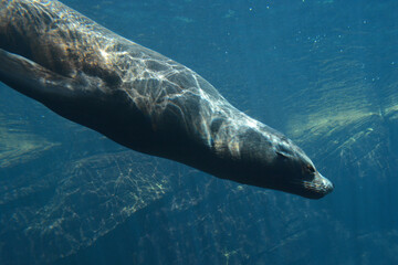 Foca