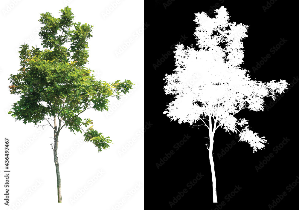 Poster isolated tree on white background with selected and path inside, alpha channel built in picture for 