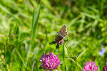 Brown argus (aricia agestis) butterfly perched on pink flower in Zurich, Switzerland