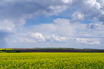 Fototapeta premium Rapeseed field, Podilia region, South-Western Ukraine