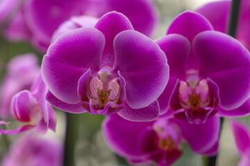 Naklejka na ściany i meble Purple Orchid Flower, natural light background.