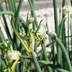 Allium cepa proliferum 'Elsass' | Oignon rocambole ou oignon de Catawissa à bulbilles au sommet de...