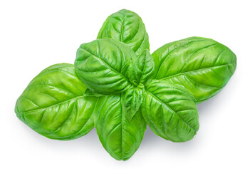 Fresh basil leaf isolated on white background, close up. Basil herb  top view.