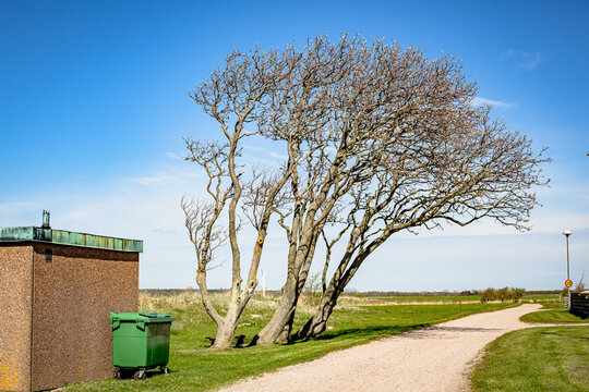 Three Trees In A Row